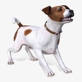 Spotted Jack Russell Terrier Rigged 3D model